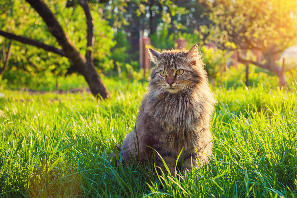 prodotti specifici per razza gatto