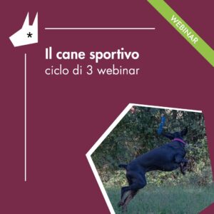 il cane sportivo